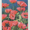 Papaver orientale.