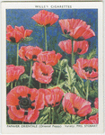 Papaver orientale.