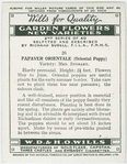Papaver orientale.