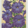 Petunia.