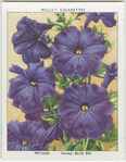 Petunia.