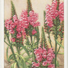 Physostegia.