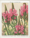 Physostegia.