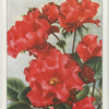 Rose.