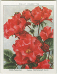 Rose.