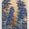 Salvia horminum.