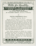 Salvia horminum.