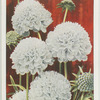 Scabious.