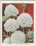 Scabious.