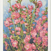 Sidalcea.