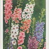 Verbascum.