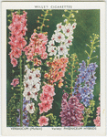 Verbascum.