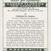 Verbascum.