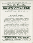Verbascum.