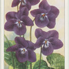 Violet.