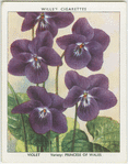 Violet.
