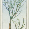 Pruning standard rose trees.