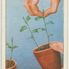 "Stopping" sweet pea seedlings.