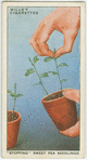 "Stopping" sweet pea seedlings.
