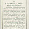 "Stopping" sweet pea seedlings.