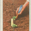 Planting out seedlings.