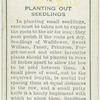 Planting out seedlings.