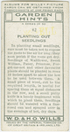Planting out seedlings.