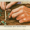 Pricking off seedlings.