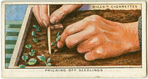 Pricking off seedlings.