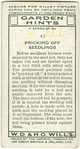 Pricking off seedlings.