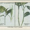 Taking cuttings.