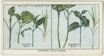 Taking cuttings.