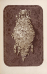 A group of flowers craved in wood by Wallis of Louth in Lincolnshire.