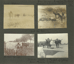 Dick and Sims; Cattle, Oklahoma; Blue Springs, a typical New Mexico spring, 25 or 30 ft across, and a river from the start; Ranch cattle, New Mexico; At Geyser Springs; Method of yoking oxen.