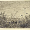 Le marais aux canards