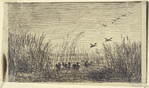 Le marais aux canards