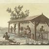 Tobacco culture and cultivation in Virginia (from pencil insciption)