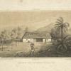 Paraguay, Récolte de Tabac aux Environs de Villa-Rica