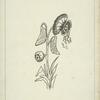 Baccopoudria fragrans