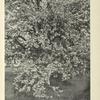 Josef Sudek & Pavel Valášek: Máj.