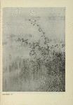 Josef Sudek: Září
