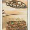 Planting water-lilies.