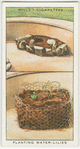 Planting water-lilies.