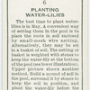Planting water-lilies.