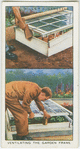 Ventilating the garden frame.