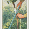 Staking standard trees.