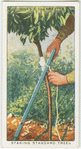 Staking standard trees.