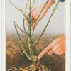 Planting rose trees.