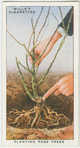 Planting rose trees.