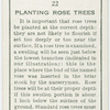 Planting rose trees.